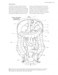 Complete Anatomy Coloring Book