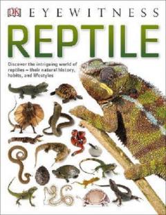 Reptile