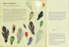 Birds and Their Feathers