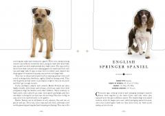 Paperscapes - The Dog