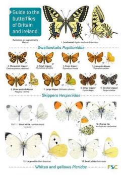 Coperta cărții BUTTERFLIES 2ND EDITION