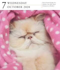 Calendar 2020 - Page-A-Day - Gallery Calendar - Cat 