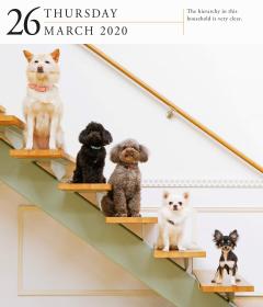 Calendar 2020 - Page-A-Day - Gallery Calendar - Dog