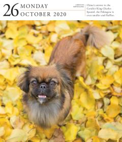 Calendar 2020 - Page-A-Day - Gallery Calendar - Dog