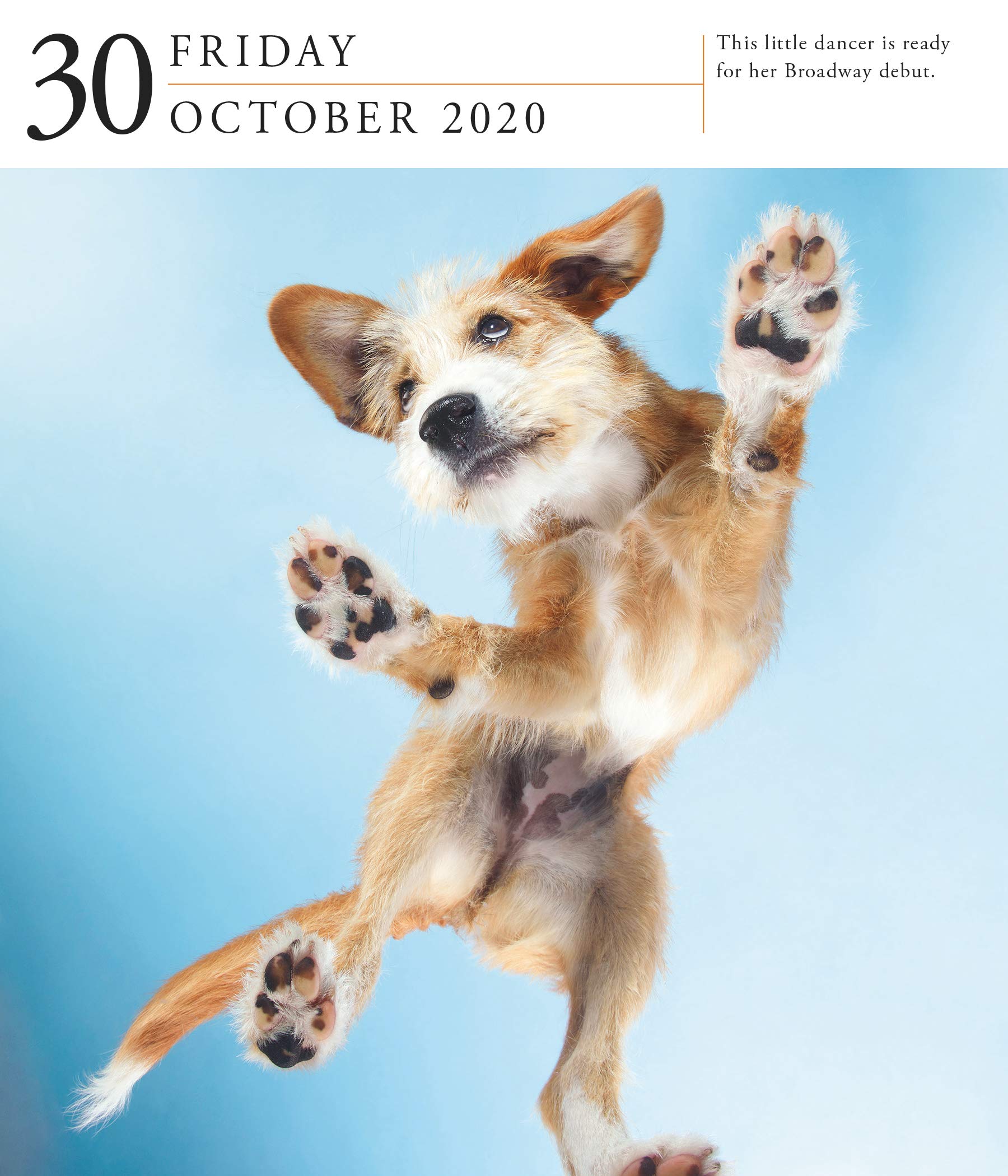 Calendar 2020 PageADay Gallery Calendar Dog Workman Publishing