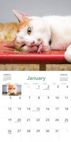 Calendar 2020 - Cats on Catnip