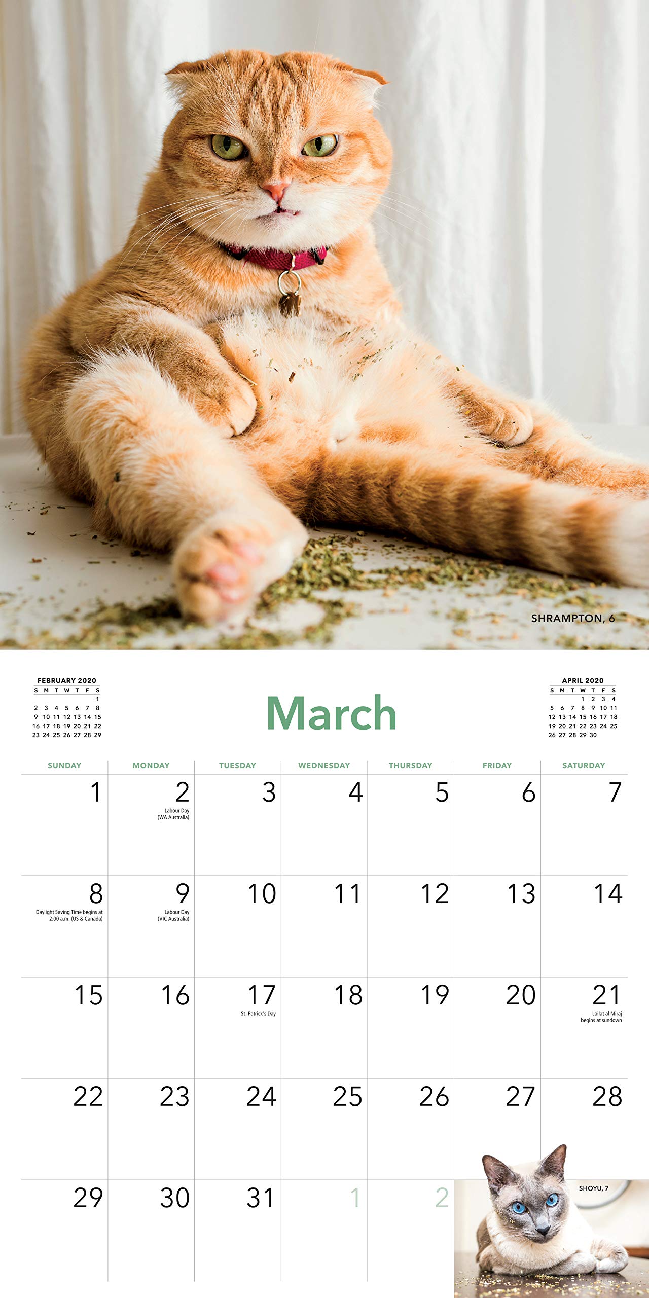 calendar-2020-cats-on-catnip-workman-publishing