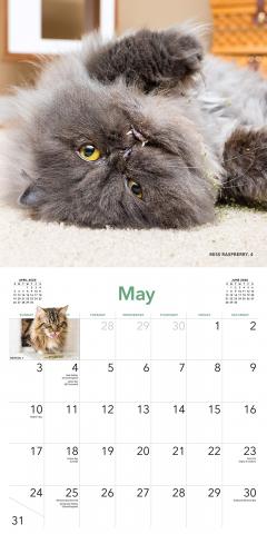 Calendar 2020 - Cats on Catnip