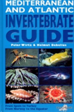 Mediterranean and Atlantic Invertebrate Guide