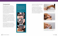 Dog Grooming for Beginners