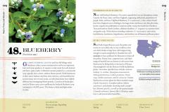 100 Plants to Feed the Bees