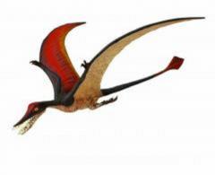 Figurina - Ramphorchyncnus