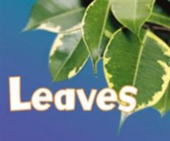 Leaves