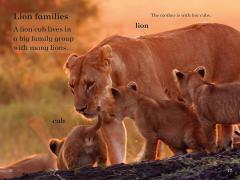 BBC Earth Baby Animals - Ladybird Readers Level 1