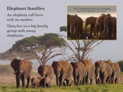 BBC Earth Baby Animals - Ladybird Readers Level 1