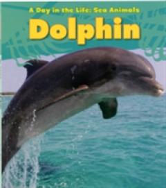 Dolphin