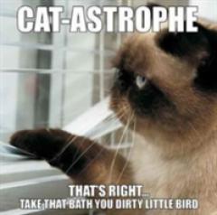 Cat-Astrophe