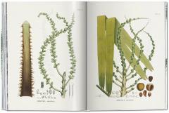 Martius. The Book of Palms