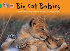 Coperta cărții Big Cat Babies