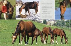 Complete Horse Care Manual