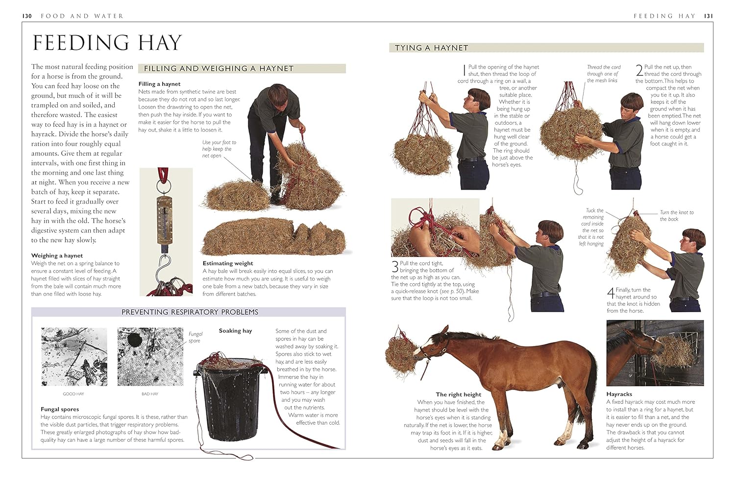 ＨＯＲＳＥ　ＣＡＲＥ　ＭＡＮＵＡＬ 81QV62PgDKL._UF350,350_QL50_.jpg