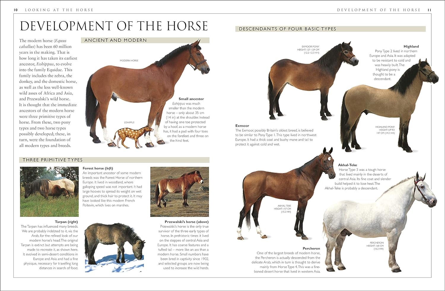 ＨＯＲＳＥ　ＣＡＲＥ　ＭＡＮＵＡＬ 81QV62PgDKL._UF350,350_QL50_.jpg