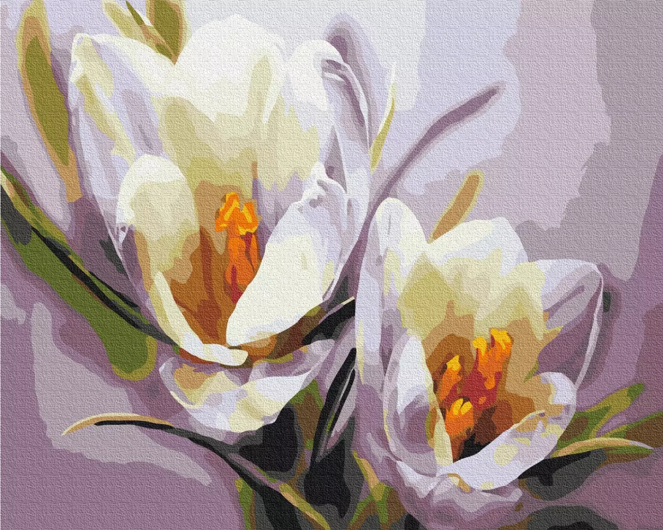 Set pictura pe numere - Crocuses
