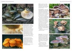Fungi of Temperate Europe - Volume 1,2