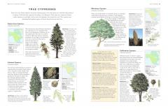 The World Encyclopedia of Trees