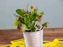 Ghid pentru plante - Don't Kill Your Houseplants