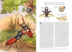 Insectopia