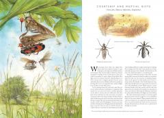 Insectopia