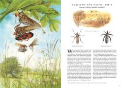 Insectopia