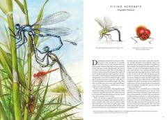 Insectopia