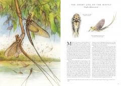 Insectopia