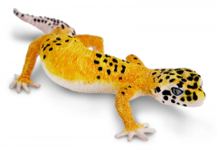 Figurina - Leopard Gecko