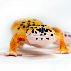 Figurina - Leopard Gecko