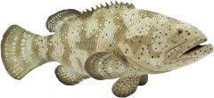 Figurina - Goliath Grouper