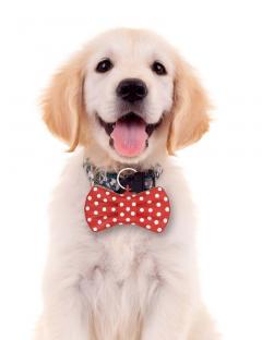 Papion cu telecomanda pentru catelusi