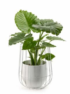 Ghiveci alb incastrat in metal