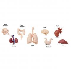 Figurine - Organele corpului uman