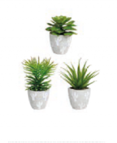 Set 3 plante decorative-Philo