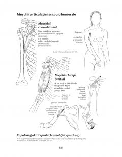 Anatomie pentru miscare