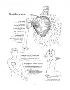 Anatomie pentru miscare