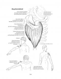 Anatomie pentru miscare