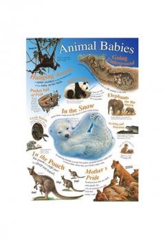 Animal Babies