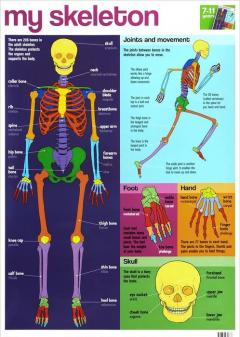 My Skeleton Wallchart