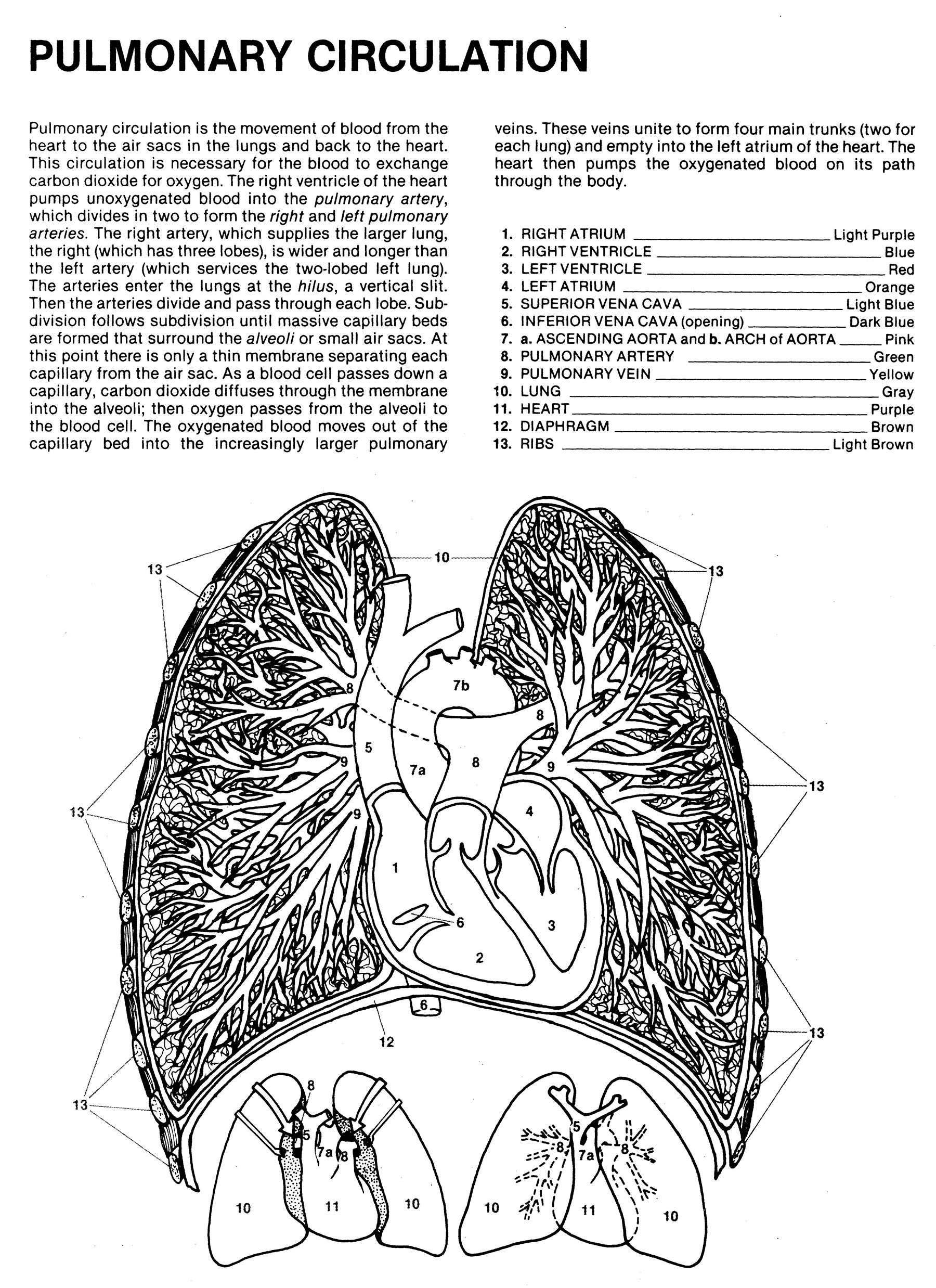 Human Anatomy Coloring Book Margaret Matt, Joe Ziemian