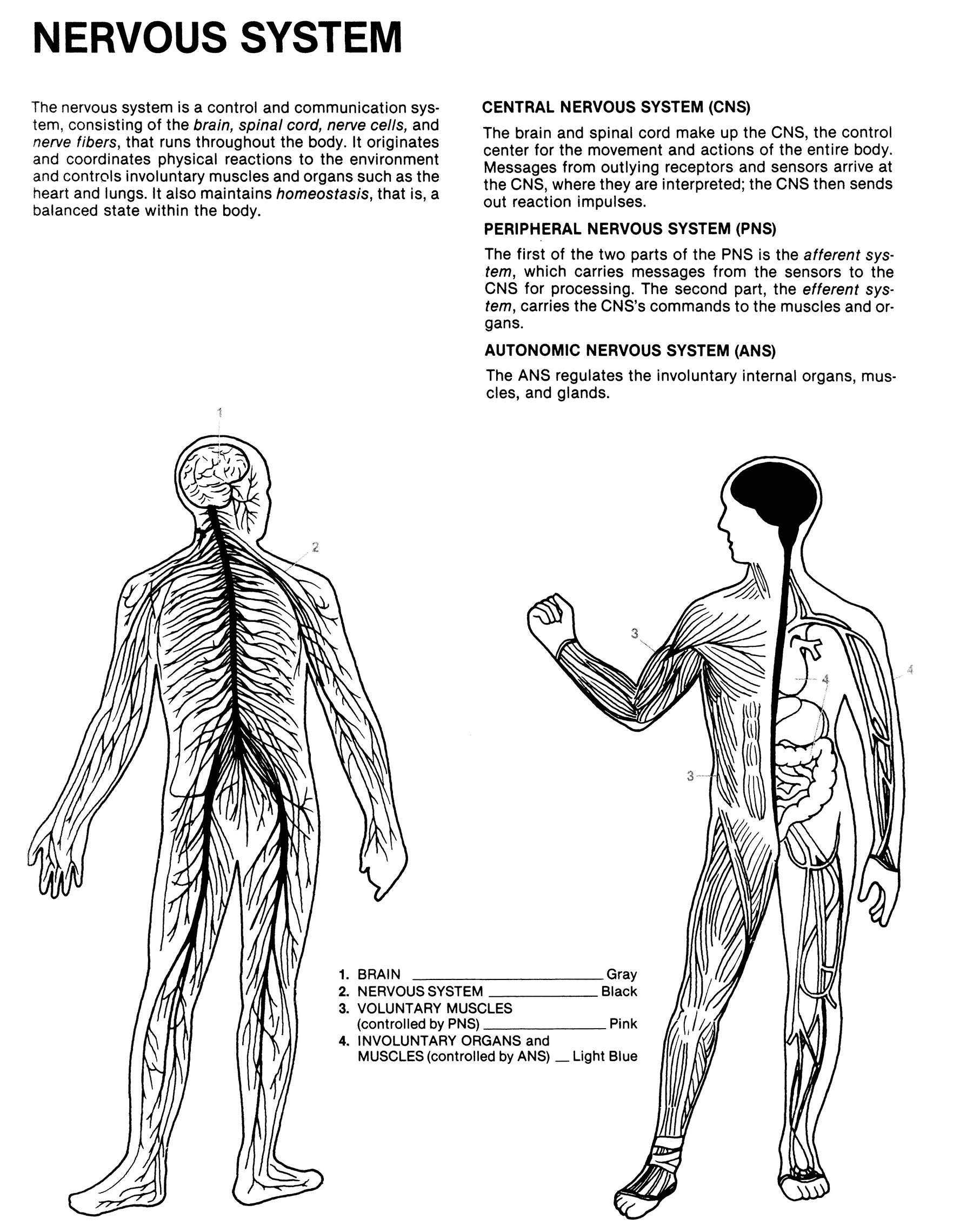 Human Anatomy Coloring Book - Margaret Matt, Joe Ziemian