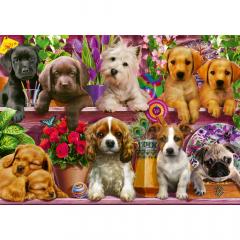 Puzzle 500 piese - Puppies on the Shelf